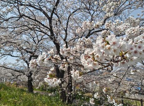 Photo, sakura, spring, pink, 