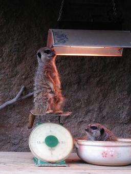 ミーアキャット ミーアキャットの写真