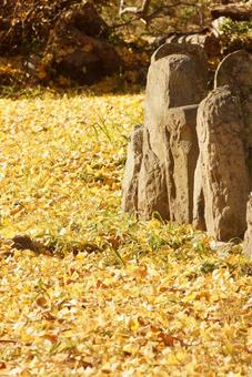 イチョウの落ち葉 落ち葉,秋,紅葉の写真素材
