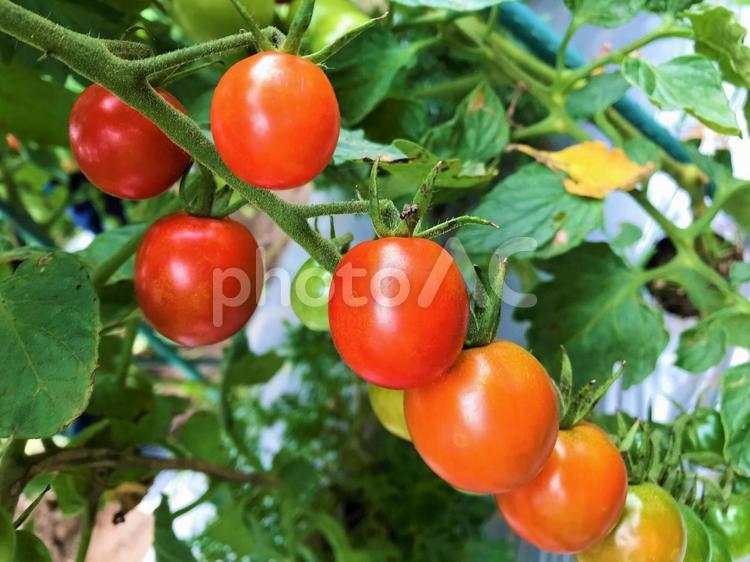 家庭菜園　ミニトマト ミニトマト,野菜,家庭菜園の写真素材