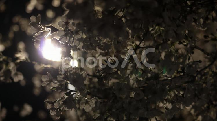 桜越しに見上げたライト 山崎川 ライトアップ,夜,さくらの写真素材