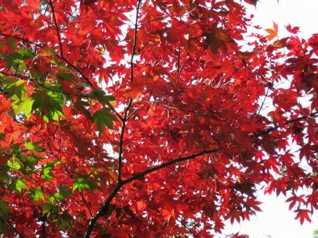 紅葉 紅葉,秋,樹木の写真素材