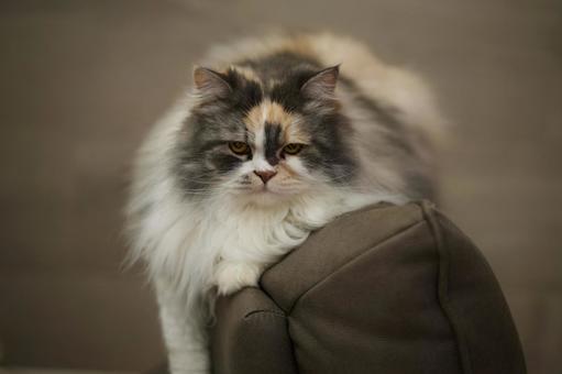 スコティッシュ スコティッシュの写真