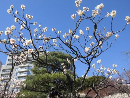 梅 梅の写真