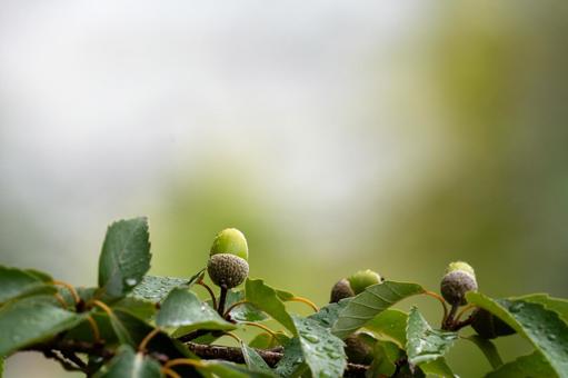 Photo, quarter, acorn, wood, 