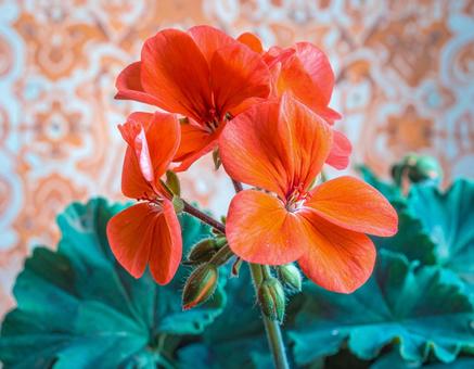 花 花の写真