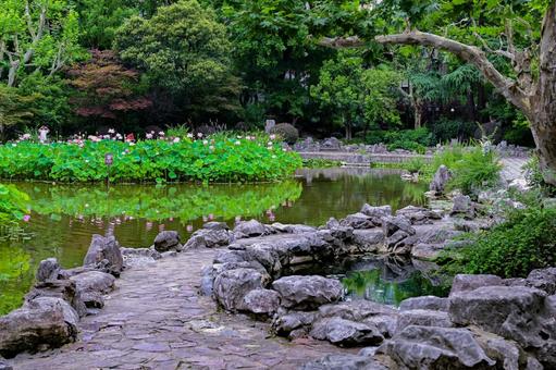 Lotus pond in Fuxing Park, Shanghai, JPG Lotus pond in Fuxing Park, Shanghai, JPG