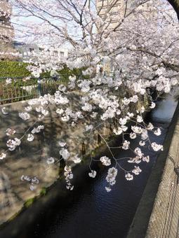 用水路に枝垂れ掛かる遊歩道の桜の木 用水路に枝垂れ掛かる遊歩道の桜の木の写真