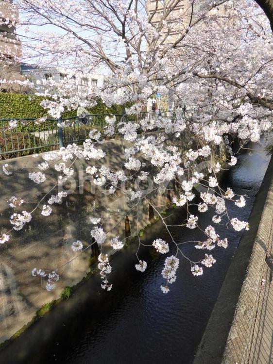 用水路に枝垂れ掛かる遊歩道の桜の木 サクラ,桜の木,木の写真素材