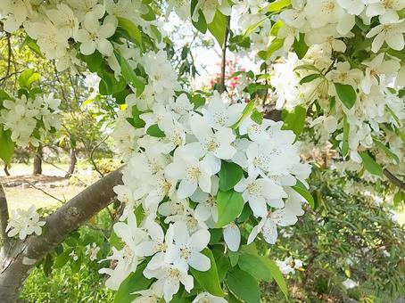 真っ白な花でいっぱいの満開の姫リンゴの樹 姫リンゴ,りんご,満開の写真素材