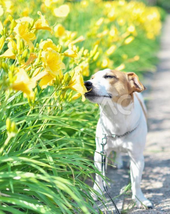 黄色いゆりの花の臭いをかぐ犬 花,黄色い花,春の写真素材