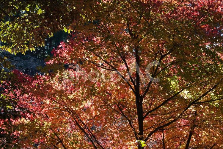 美しい京都の秋、紅葉の風景 紅葉,紅葉狩り,モミジの写真素材