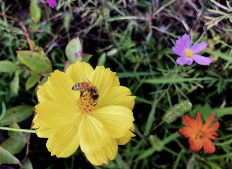 秋の花 秋の花の写真