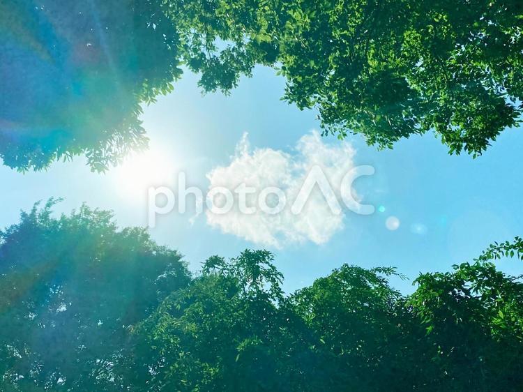 太陽が挿し込む夏の青空と木々 木漏れ日,青空,夏の写真素材