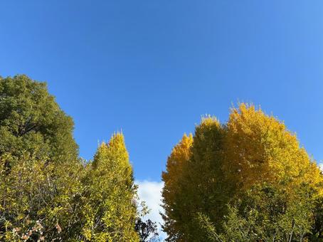 秋空 秋空,青空,秋素材の写真素材