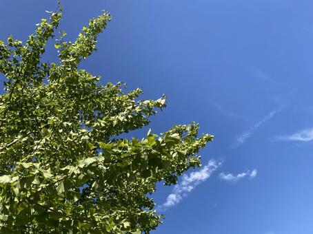 青空と銀杏 青空と銀杏の写真