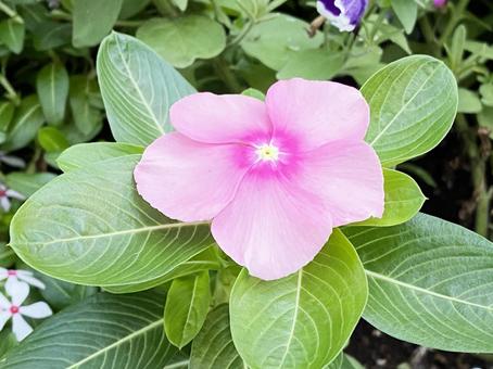 夏の花 夏の花の写真