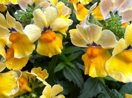 ネメシアの写真