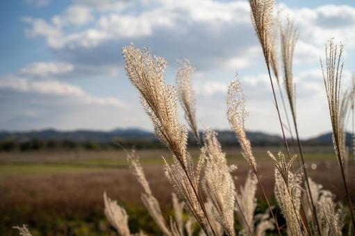秋を感じる「ススキ」 ススキ,秋,秋の景色の写真素材