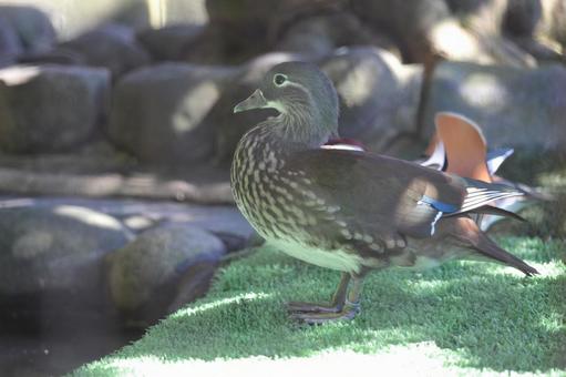 オシドリの写真