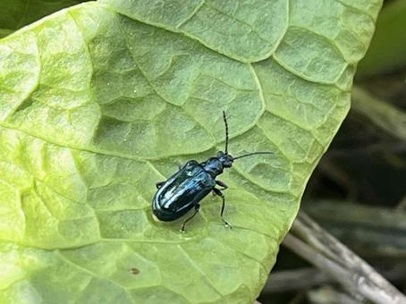 キヌツヤミズクサハムシ 02 キヌツヤミズクサハムシ,スゲハムシ,青緑色の写真素材