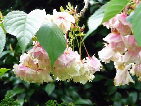 桜 花,植物,木の写真素材
