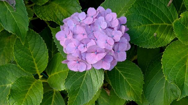 紫陽花 あじさい 紫陽花 あじさいの写真