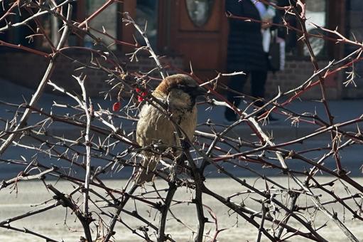 小枝に止まるスズメ 小枝に止まるスズメ スズメ,可愛い,野鳥の写真素材