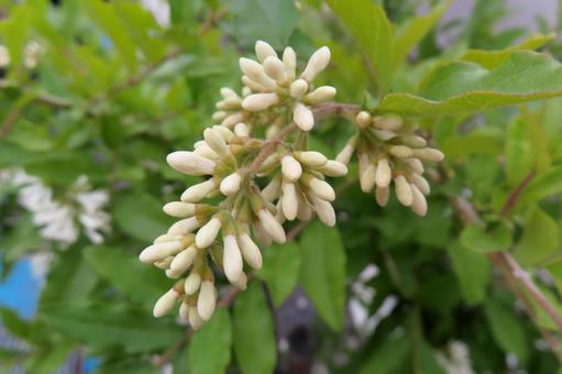イボタノキ(モクセイ科)の蕾 イボタノキ(モクセイ科)の蕾の写真