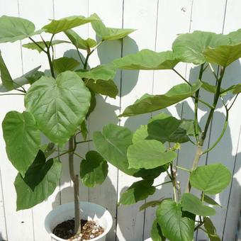 観葉植物 ウンベラータの葉 観葉植物 ウンベラータの葉 観葉植物,ウンベラータ,葉の写真素材