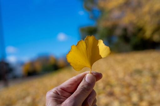 銀杏の葉 公園,秋,冬の写真素材