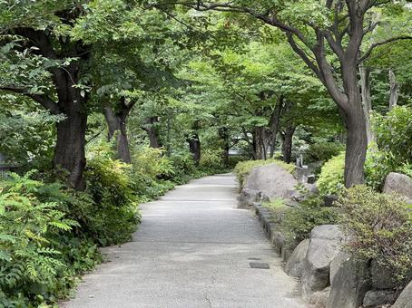 神田川7月:生い茂る夏の遊歩道 2025 神田川7月:生い茂る夏の遊歩道 2025の写真
