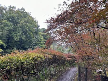 雨の日の雲場池の小道 (旧軽井沢) 雨の日の雲場池の小道 (旧軽井沢) 雲場池,雨の日,紅葉の写真素材