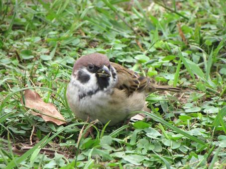 草の実を食べるスズメd 草の実を食べるスズメd スズメ,小鳥,雀の写真素材