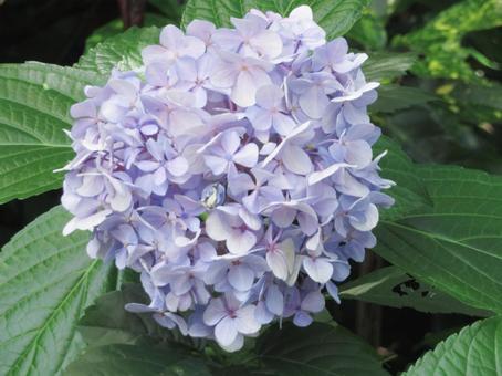 紫陽花 紫陽花 紫陽花,あじさい,花の写真素材