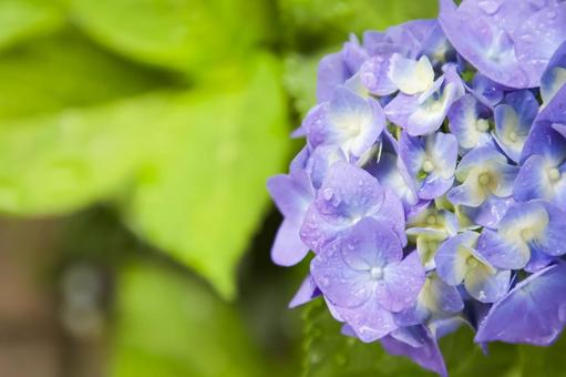 Hydrangea, JPG Hydrangea, JPG