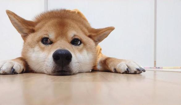 ぺたんこ犬　正面 動物,ペット,dogの写真素材
