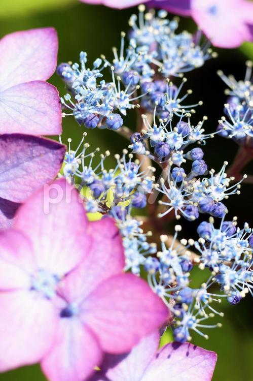 ピンク色の額紫陽花のクローズアップ部分写真 紫陽花,アジサイ,あじさいの写真素材