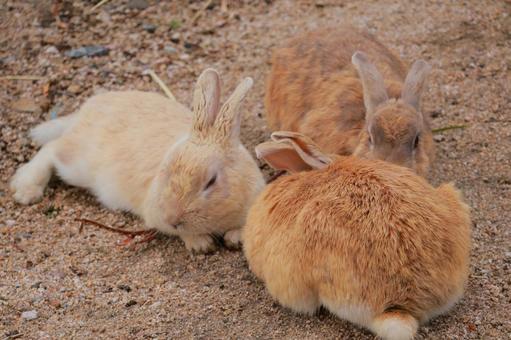 3羽で寄り添うウサギ 3羽で寄り添うウサギ うさぎ,ウサギ,兎の写真素材