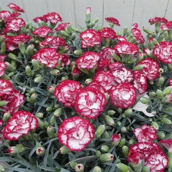 カーネーションの花 リトルウィッチ カーネーションの花 リトルウィッチ 花,カーネーション,リトルウィッチの写真素材