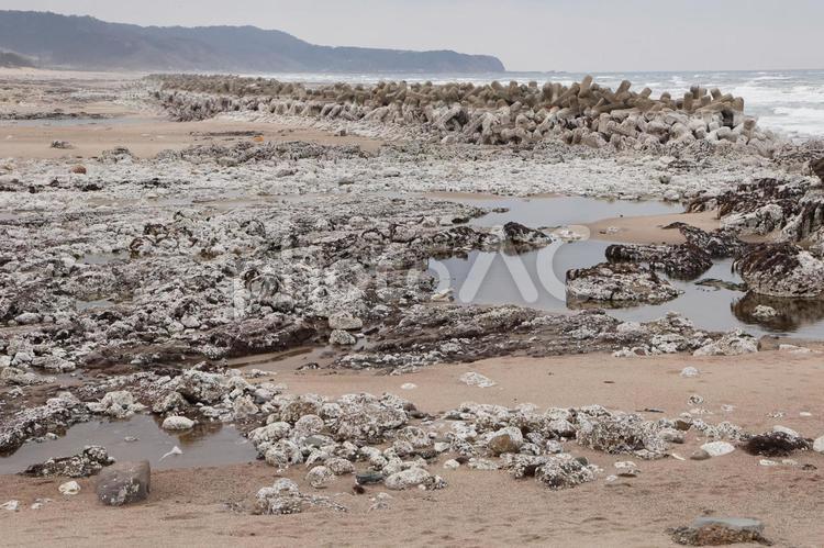 能登半島地震2カ月後の隆起した海岸 能登半島地震,能登地震,震災の写真素材