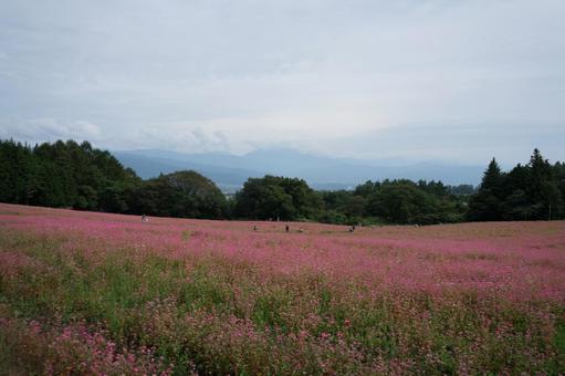 赤そばの里 赤そばの里 赤蕎麦の花,2025年10月,蝶の写真素材