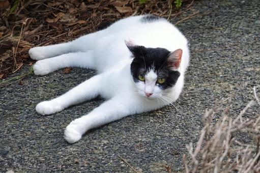 リラックスし横になる白黒猫 リラックスし横になる白黒猫 ネコ,保護猫,猫の写真素材