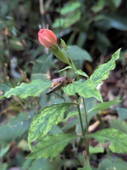 フシグロセンノウ⑤ フシグロセンノウ,つぼみ,花の写真素材