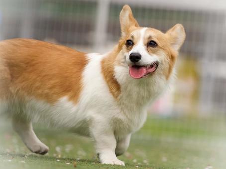 Corgi at the dog run, JPG Corgi at the dog run, JPG