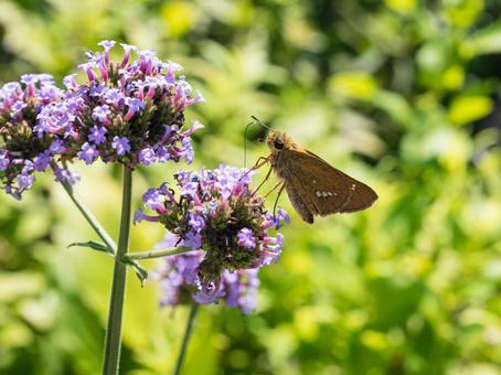 イチモンジセセリ（一文字挵） イチモンジセセリ,蝶,昆虫の写真素材