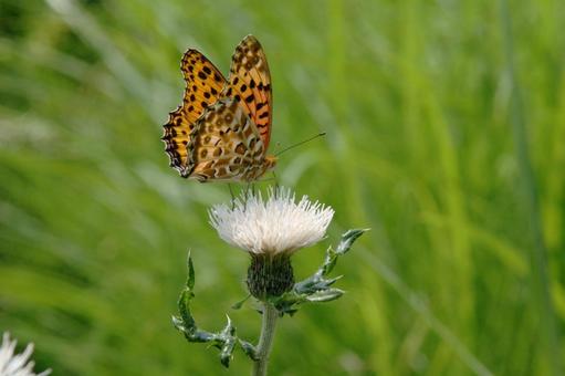 Thistle and Butterfly, JPG Thistle and Butterfly, JPG