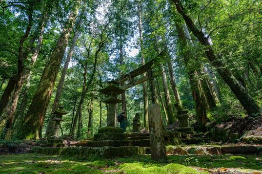 奥飛騨の緑豊かな瀧神社 奥飛騨の緑豊かな瀧神社の写真