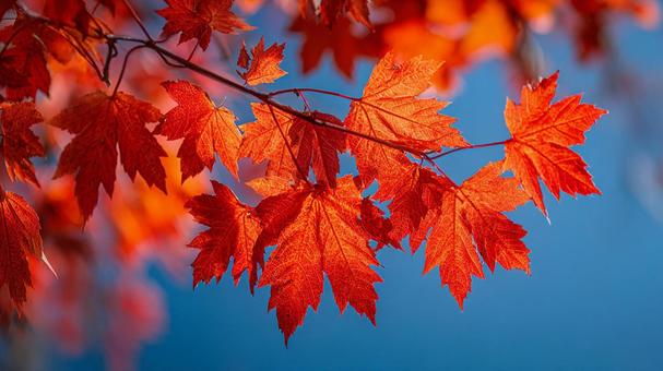 秋空を背にしたモミジ 秋空を背にしたモミジの写真