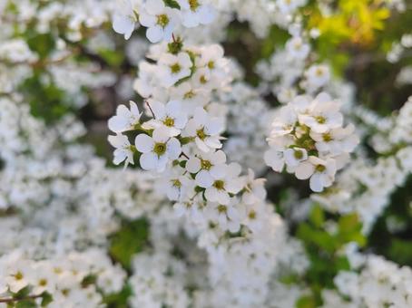 Small Flower, JPG Small Flower, JPG
